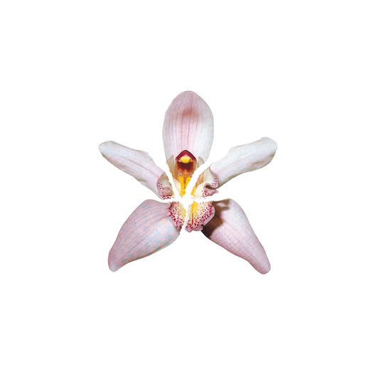 Collage orchid sticker